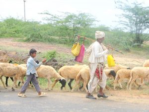 Kutch Holiday Gallery (3)